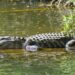 Crocodilo fêmea inovou no mundo e engravidou sozinha