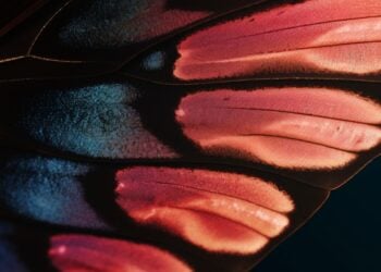 Efeito borboleta existe: você realmente pode voltar no tempo através da mente?