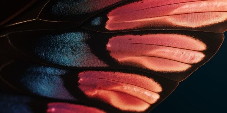 Efeito borboleta existe: você realmente pode voltar no tempo através da mente?