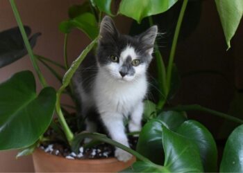 Gatos podem conviver próximo às plantas? Risco de morte ou doença?