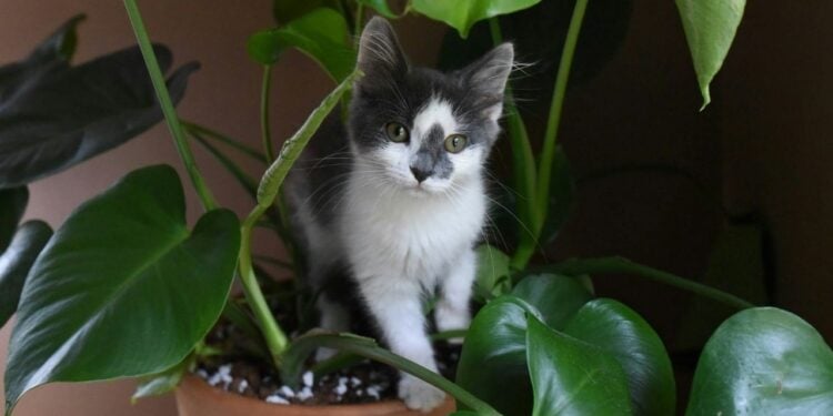 Gatos podem conviver próximo às plantas? Risco de morte ou doença?