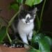 Gatos podem conviver próximo às plantas? Risco de morte ou doença?