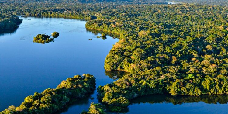 Amazônia - Reprodução