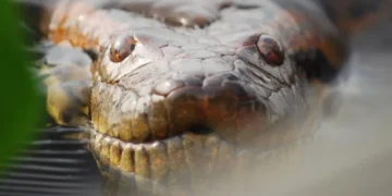 Cobra - Reprodução