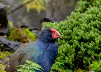 Biólogos se assustam e ave extinta há 135 anos volta à natureza - Imagem: Divulgação/Redes Sociais
