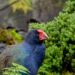 Biólogos se assustam e ave extinta há 135 anos volta à natureza - Imagem: Divulgação/Redes Sociais