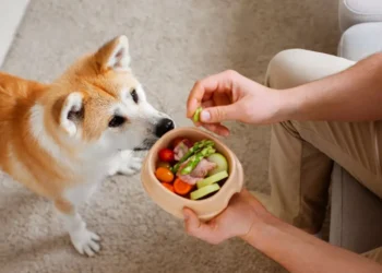 Cachorro - Reprodução