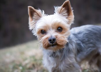 Cães de raça que as mulheres amam agora estão em adoção - Imagem: Pixabay