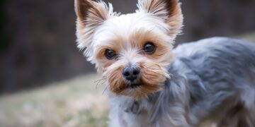 Cães de raça que as mulheres amam agora estão em adoção - Imagem: Pixabay