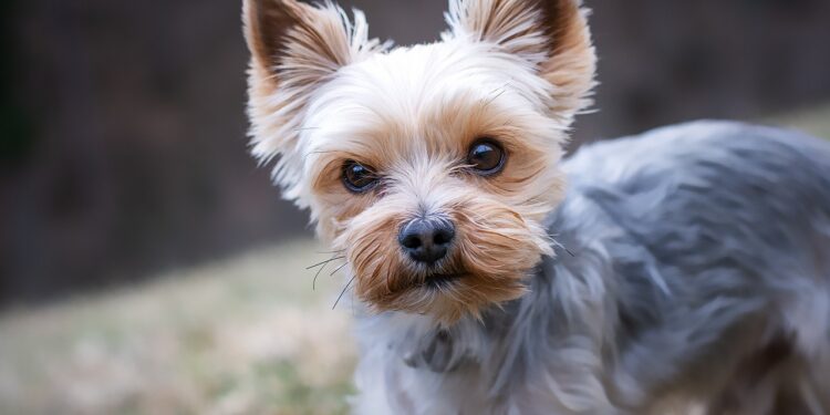Cães de raça que as mulheres amam agora estão em adoção - Imagem: Pixabay