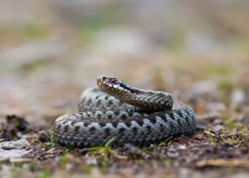 Cobra - Reprodução/iStock