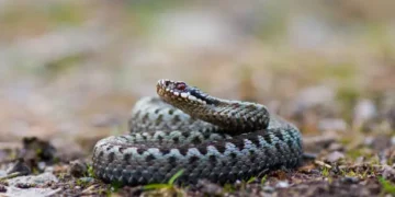 Cobra - Reprodução/iStock