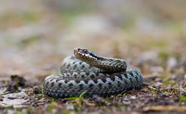Cobra - Reprodução/iStock