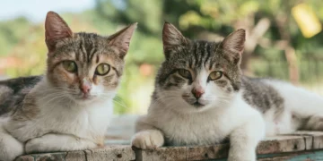 Gatos - Reprodução