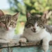 Gatos - Reprodução