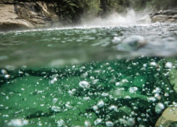 Animais foram cozinhados vivos em rio da Amazônia - Imagem: Divulgação/Devlin Gandy