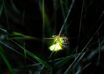 Poluição esquisita está extinguindo vagalumes da terra - Imagem: Pixabay
