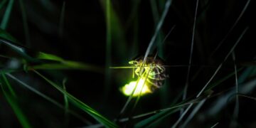 Poluição esquisita está extinguindo vagalumes da terra - Imagem: Pixabay