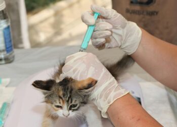 Estudo revela avanços na prevenção e no cuidado com pets no Brasil, destacando doenças mais comuns, importância de exames e vacinas.