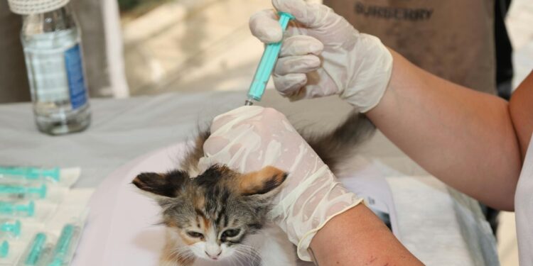 Estudo revela avanços na prevenção e no cuidado com pets no Brasil, destacando doenças mais comuns, importância de exames e vacinas.