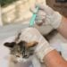Estudo revela avanços na prevenção e no cuidado com pets no Brasil, destacando doenças mais comuns, importância de exames e vacinas.