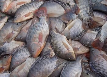 Cientistas brasileiros usam pele de peixe para tentar recuperar visão