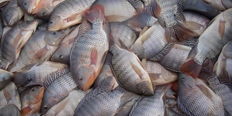 Cientistas brasileiros usam pele de peixe para tentar recuperar visão