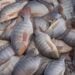 Cientistas brasileiros usam pele de peixe para tentar recuperar visão