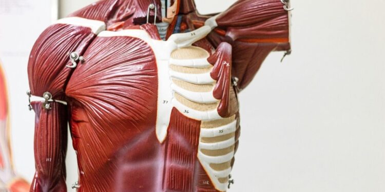 Cientistas descobrem doença genética rara que ataca músculos