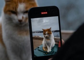 De estimação anônima a influenciador milionário; conheça os petfluencers