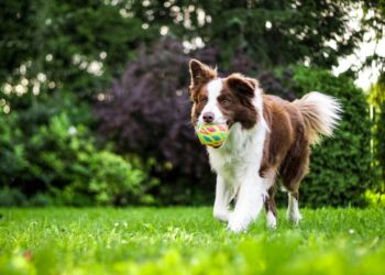 Brinquedos criam dependência em cachorros e preocupam donos