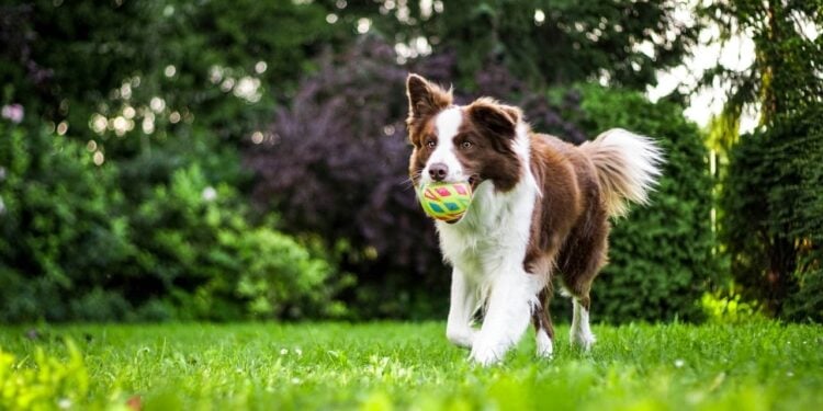 Brinquedos criam dependência em cachorros e preocupam donos