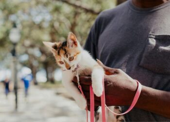 Gatos de coleira ganham ruas, mas tutores precisam estar atentos