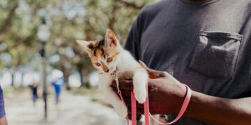 Gatos de coleira ganham ruas, mas tutores precisam estar atentos