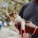 Gatos de coleira ganham ruas, mas tutores precisam estar atentos