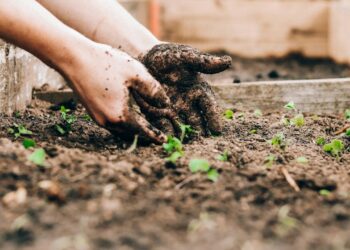 Tendência de jardinagem sem terra promete revolucionar 2026