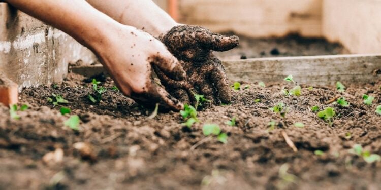 Tendência de jardinagem sem terra promete revolucionar 2026