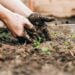 Tendência de jardinagem sem terra promete revolucionar 2026