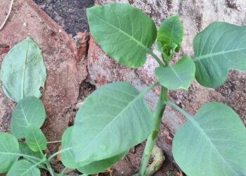 Nicotiana glauca - Reprodução