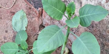 Nicotiana glauca - Reprodução