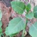 Nicotiana glauca - Reprodução