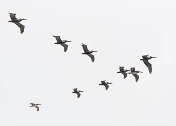 Aves - Reprodução/iStock