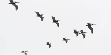 Aves - Reprodução/iStock
