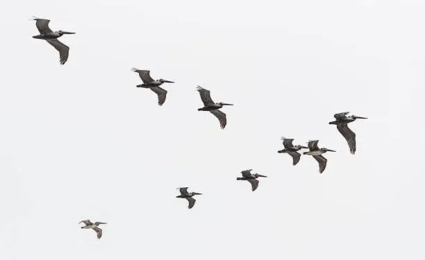 Aves - Reprodução/iStock