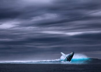 Cientistas estão perplexos com 1ª aparição de baleia-fantasma - Imagem: Pixabay