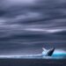 Cientistas estão perplexos com 1ª aparição de baleia-fantasma - Imagem: Pixabay
