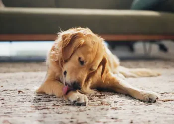 Cachorro - Reprodução/Unsplash
