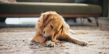 Cachorro - Reprodução/Unsplash