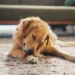 Cachorro - Reprodução/Unsplash