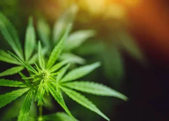 Cannabis - Reprodução/iStock